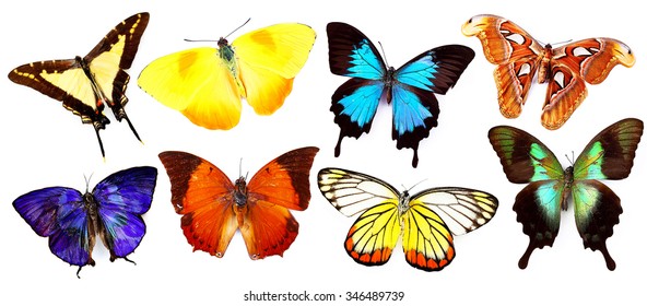 Life Cycle Butterfly Realistic Icons Set Stock Vector (Royalty Free ...