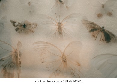 It is a lot of butterflies in the collections of the scientist attached by needles to a white background. High quality photo