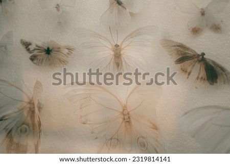 It is a lot of butterflies in the collections of the scientist attached by needles to a white background. High quality photo