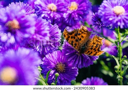 Butterflies dance on the Dutch chrysanthemum bushes, very beautiful