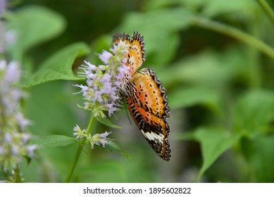 Butterflies At Florida Museum Of Natural History Butterfly Garden In Gainesville, Florida. 