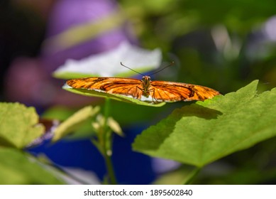 Butterflies At Florida Museum Of Natural History Butterfly Garden In Gainesville, Florida. 