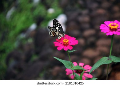 Butterflies And Flowers Have A Symbiotic Relationship Of Mutualism.