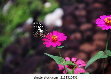 Butterflies And Flowers Have A Symbiotic Relationship Of Mutualism.