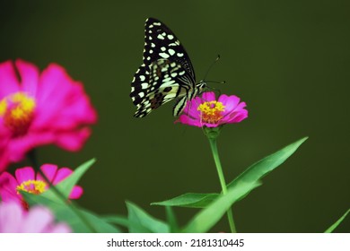 Butterflies And Flowers Have A Symbiotic Relationship Of Mutualism.