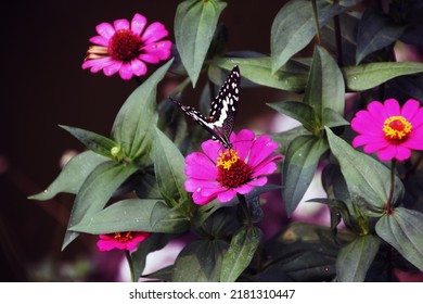 Butterflies And Flowers Have A Symbiotic Relationship Of Mutualism.