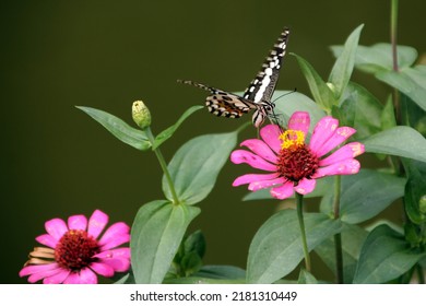 Butterflies And Flowers Have A Symbiotic Relationship Of Mutualism.