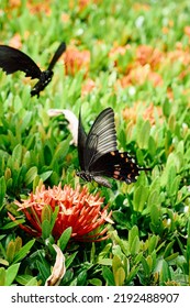 Butterflies Flying Around A Flower        