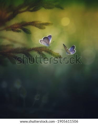 butterflies are flying with a beautiful background with the concept of editing (soft tone)