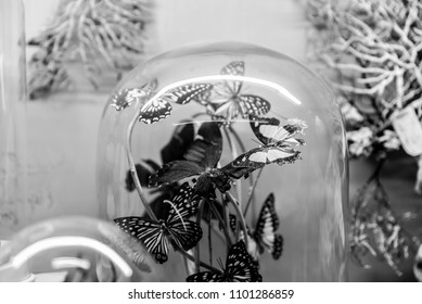 Butterflies In A Glass Dome