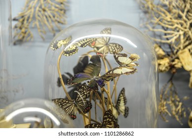 Butterflies In A Glass Dome