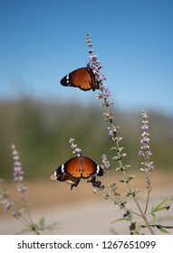 Butterflies In Hula Valley, Israel