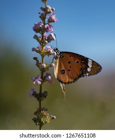 Butterflies In Hula Valley, Israel