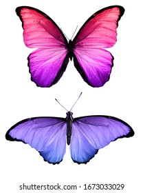 13,394 Purple Butterfly Flying Images, Stock Photos & Vectors 