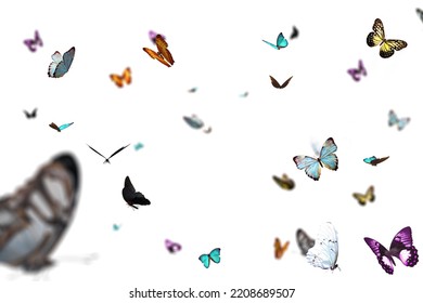 25+ Free butterfly wing pictures - PikWizard