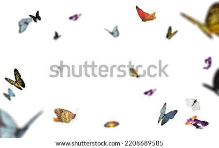 Butterflies isolated on white background. Color butterfly, isolated on white, Butterflies overlay, Butterfly overlay, Butterflies isolated, Butterfly isolated on white background.