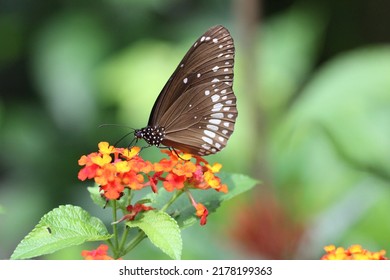 730 Butterflies kerala Images, Stock Photos & Vectors | Shutterstock