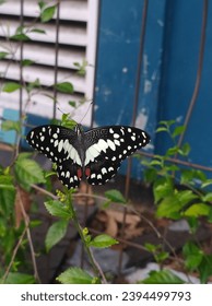 Butterflies land on small branches blowing in the wind. beautiful garden butterflies - Shutterstock ID 2394499793