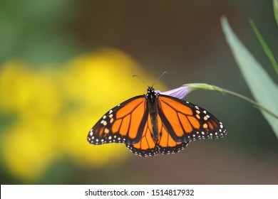 The Butterflies In The Lewis Ginter Botanical Garden, Richmond, VA