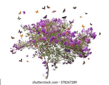butterflies and lilac blooming tree isolated on white background