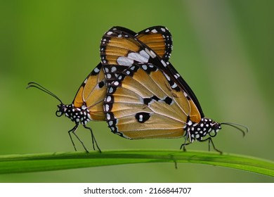 butterflies are mating  butterfly are mating  