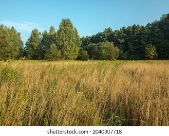 Butterflies Of The Meadow In The Kampinos Forest