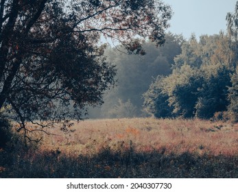 Butterflies Of The Meadow In The Kampinos Forest