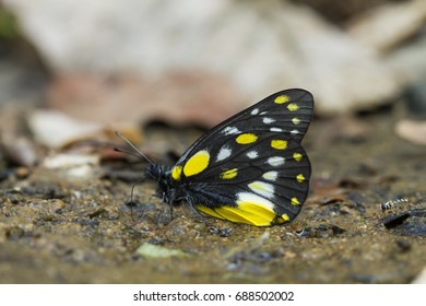 Sưu tập Bộ cánh vẩy 2 - Page 79 Butterflies-nature-delias-belladonna-hedybia-260nw-688502002