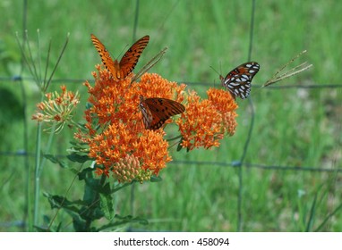 Butterflies On Butterfly Weed