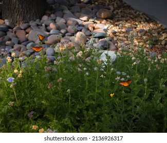 Butterflies On Flowers In Desert Garden El Paso TX