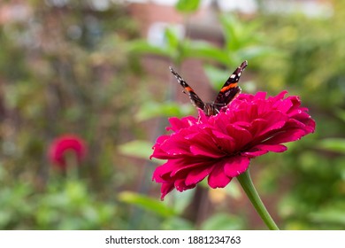 Butterflies On Flowers In Salem, Mass.