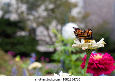 Butterflies On Flowers In Salem, Mass.