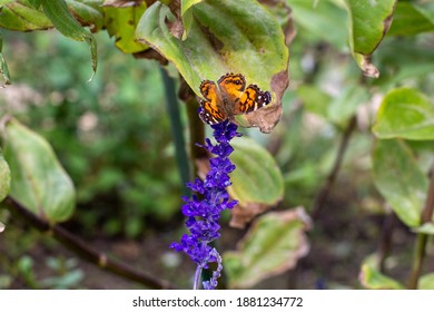 Butterflies On Flowers In Salem, Mass.