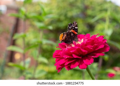 Butterflies On Flowers In Salem, Mass.