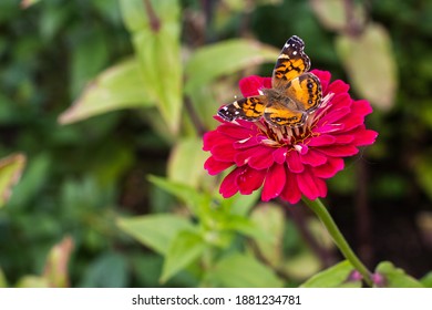 Butterflies On Flowers In Salem, Mass.