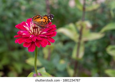 Butterflies On Flowers In Salem, Mass.