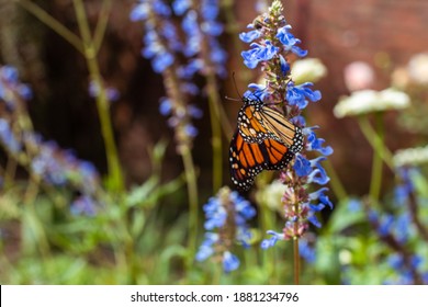 Butterflies On Flowers In Salem, Mass.