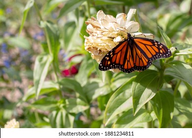 Butterflies On Flowers In Salem, Mass.