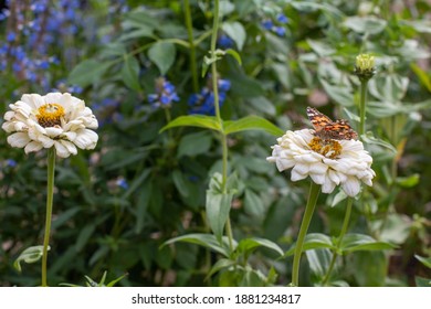 Butterflies On Flowers In Salem, Mass.