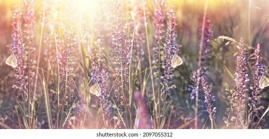 Butterflies on purple flowers in field, beatiful nature in morning