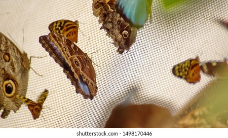 Butterflies On The Screen Enclosure Of A Butterfly Garden In Mindo, Ecuador