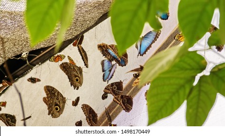 Butterflies On The Screen Enclosure Of A Butterfly Garden In Mindo, Ecuador