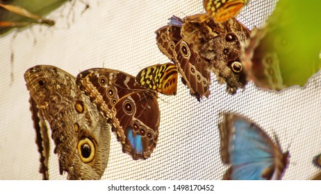 Butterflies On The Screen Enclosure Of A Butterfly Garden In Mindo, Ecuador