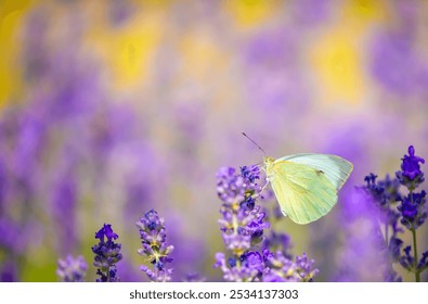 Mariposas en flores lavanda