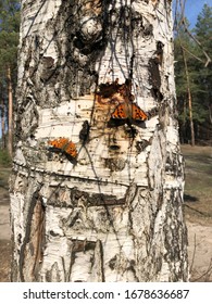 Butterflies on a tree. Butterflies and nectar. Birch juice. Butterflies in the forest. Nature. Forest. Butterflies. 