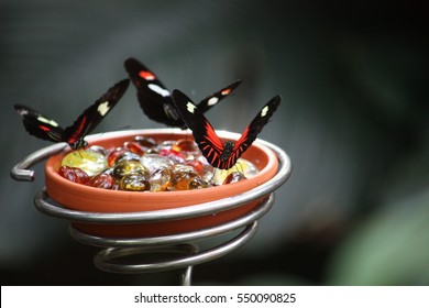 Royalty Free Butterfly Feeder Stock Images Photos Vectors