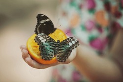 Butterflies Sitting On The Hand Of A Child. Close Up Of Several Beautiful Vivid Brown And Blue Tropical Rainforest Butterflies Eating Fruits In Butterfly Garden. A Butterflies Feeds On A Tangerine.