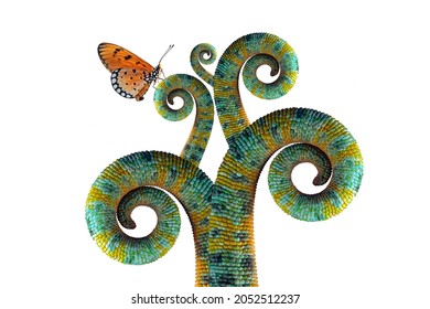 Butterflies stuck to the chameleon tail, chameleon, reptile