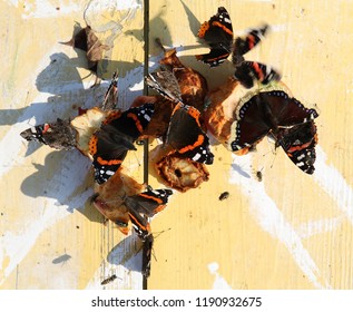 Butterflies And Wasps Eat Apple