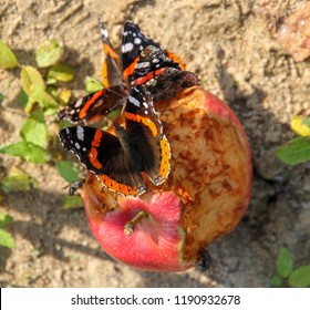 Butterflies And Wasps Eat Apple